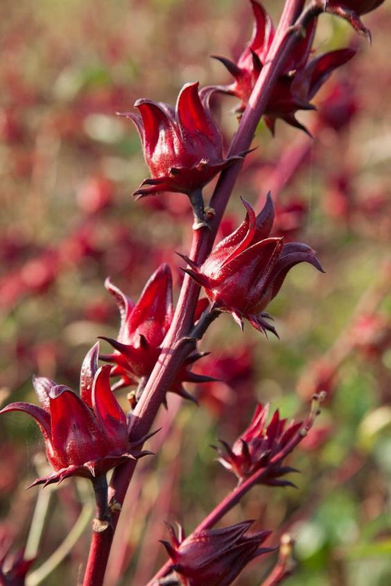 Sa Pa Artichoke: The Cool-Climate Health Product of the Highlands