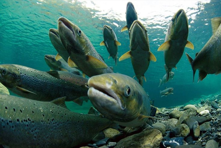 Da River Fish: The Prized Freshwater Catch of the Northwest