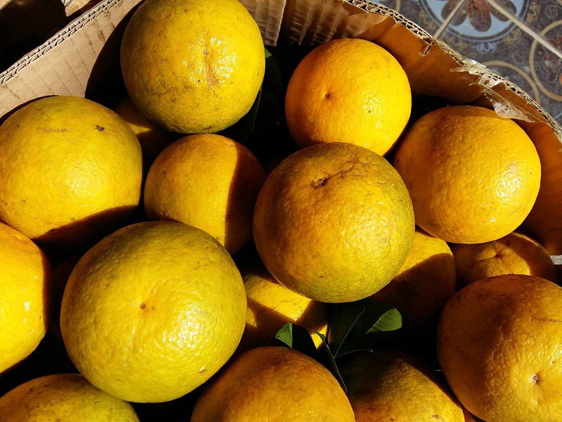 Cao Phong Oranges: The Sweet Prized Fruit of the Highlands