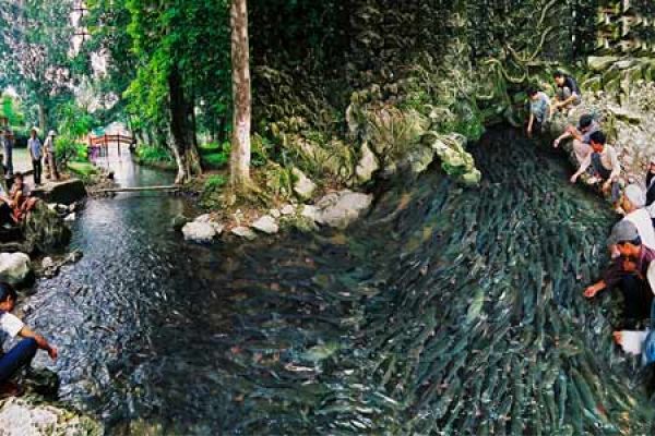 The Fairy Fish Stream: Thousands of Sacred Fish and One Unbroken Promise