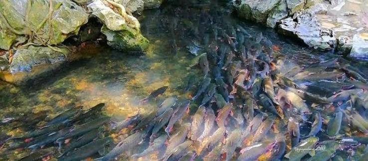 Cam Luong Fish Stream