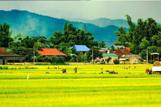 Muong Thanh Field: The Great Rice Valley of the Northwest