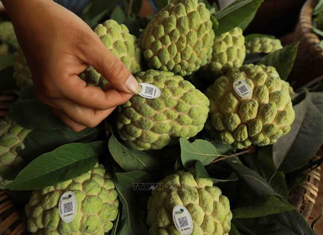 Chi Lang Custard Apple: The Sweet Pride of the Lang Son Hills