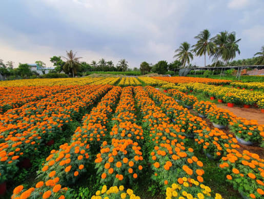 Cho Lach - Cai Mon: The Delta's Nursery of Every Fruit Tree