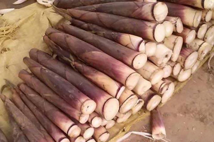 Măng khô: Sản vật rừng đa dụng của vùng cao