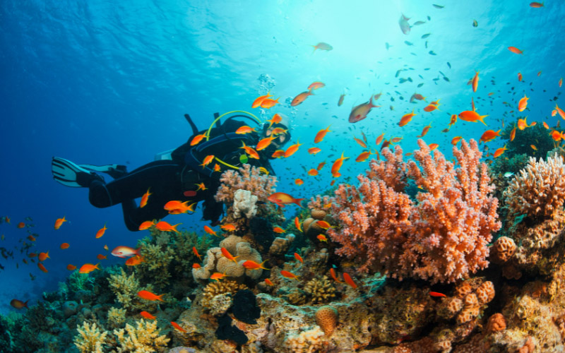 Namaste Coral Park: Walking on the Seabed at Hon Roi