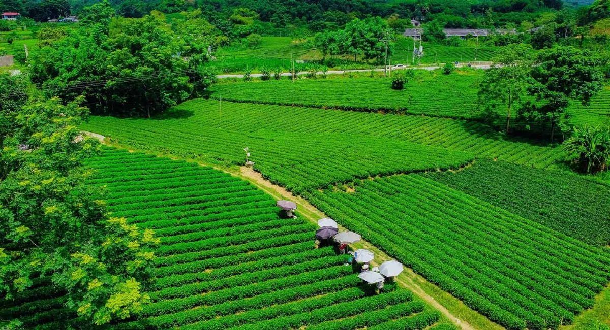 Tan Cuong Tea Hills: The Heartland of Vietnam's Most Famous Tea