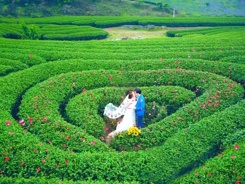 The Heart-Shaped Tea Hill: Moc Chau's Most Photographed View