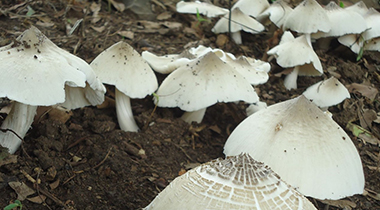 Nam Moi: The Mushroom Money Can't Schedule