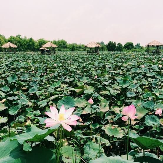 Thap Muoi Lotus Fields: The Land of Pink Lotus, Proven