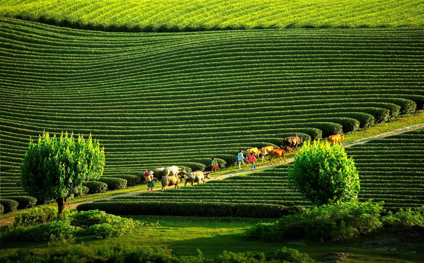 The Complete Moc Chau: A Home Guide to the Plateau's Best