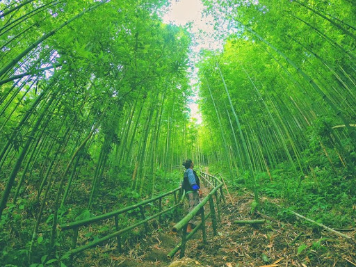 The Bamboo Forest of Mu Cang Chai: Walking Into a Wuxia Film