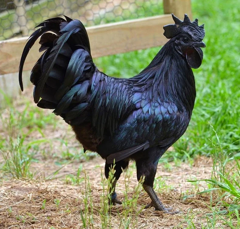 H'Mong Black Chicken: A Prized Black-Boned Highland Breed