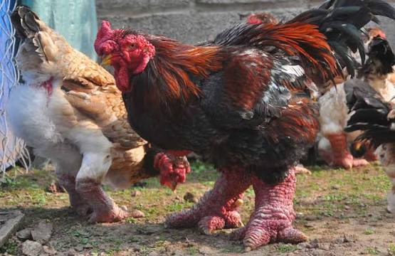 Dong Tao Chicken: The Legendary Dragon-Legged Delicacy of Hung Yen