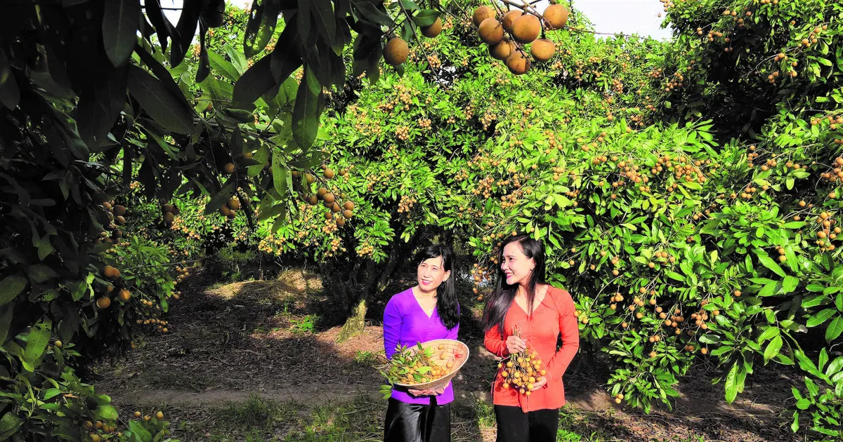 Bac Lieu Longan Groves: A Century-Old Orchard on Sand