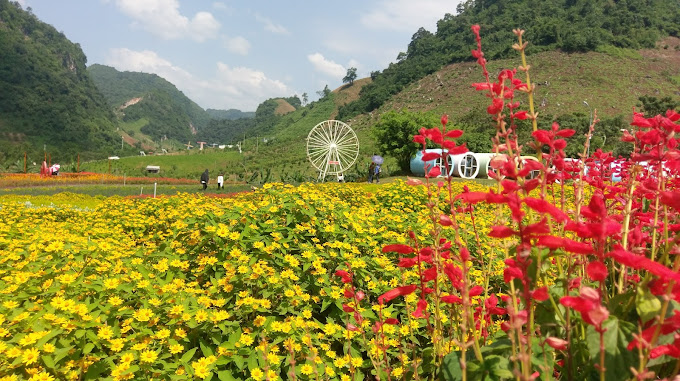 Happy Land Moc Chau: Flower Valley, Sheep and Thrills