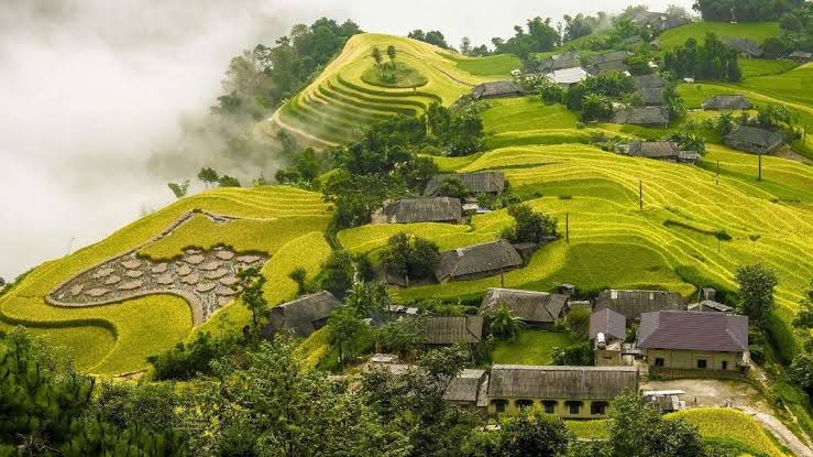 Hoang Su Phi Terraces