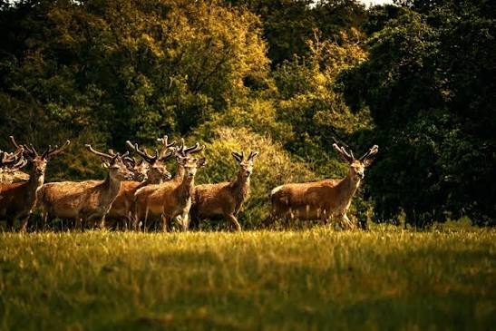 Huong Son Deer Antler Velvet: What Buyers Should Know