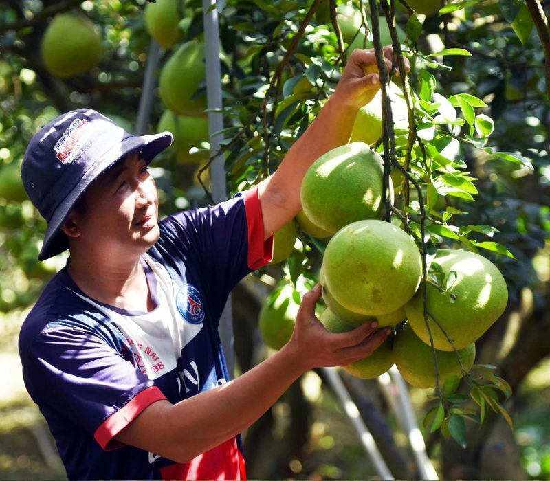 Tan Trieu Pomelo Village: The Islet That Runs on One Fruit