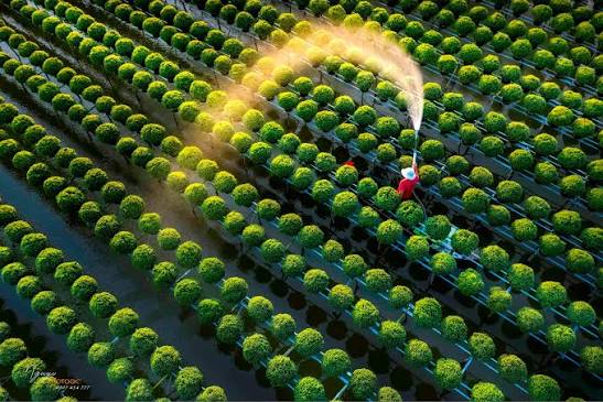Sa Dec Flower Village: The Delta's Garden Factory
