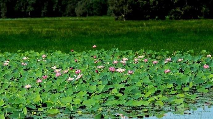 Lang Sen Wetland Reserve: The Other Ramsar