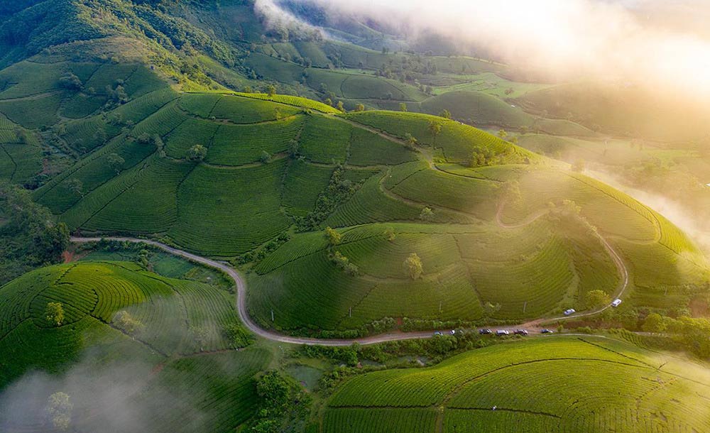 Long Coc: The Tea Hills That Float Like a Green Ha Long