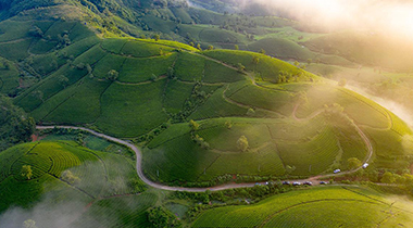 Long Coc tea hills — a green archipelago floating in morning mist