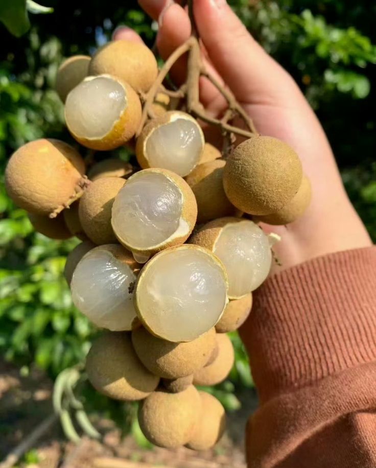 Song Ma Dried Longan: The Sweet Amber Gift of the River Valley