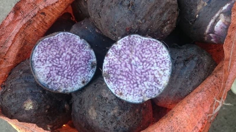 Luc Yen Taro: The Humble Root From Gemstone Country