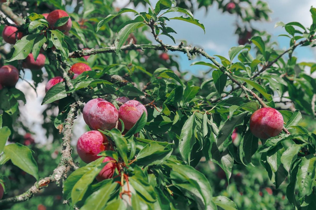 Moc Chau Plums: The Sweet-Tart Fruit of the Highland Orchards