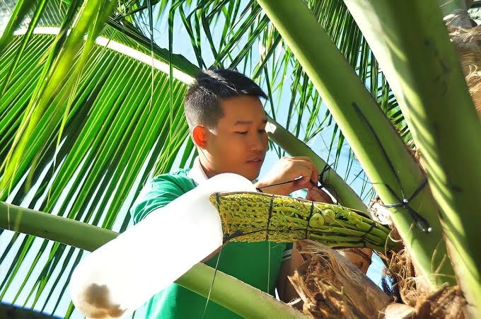 Mat Hoa Dua: The Nectar Tapped, Not Picked