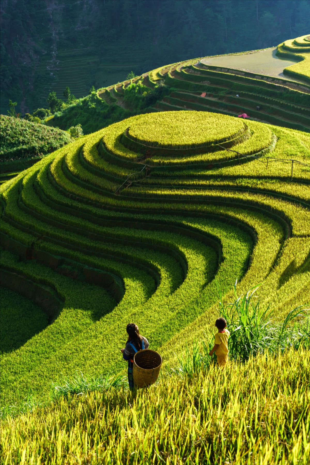 Vẻ đẹp ruộng bậc thang và núi rừng Việt Nam