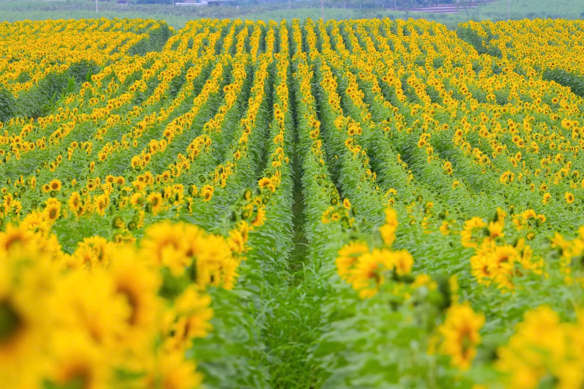 Nghia Dan Sunflower Fields and the TH Dairy Farm