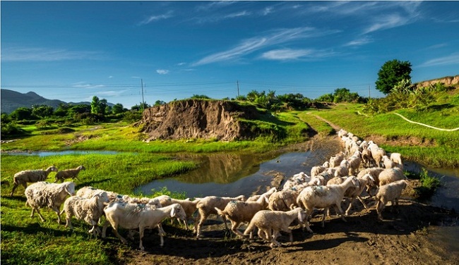 Ninh Thuan Lamb and Goat