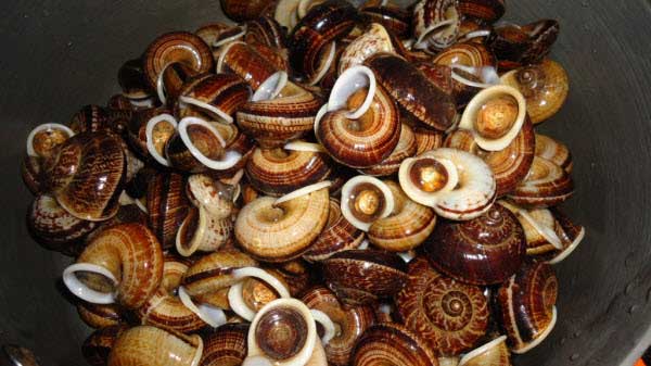 Moc Chau Rock Snails: A Seasonal Delicacy of the Limestone Hills