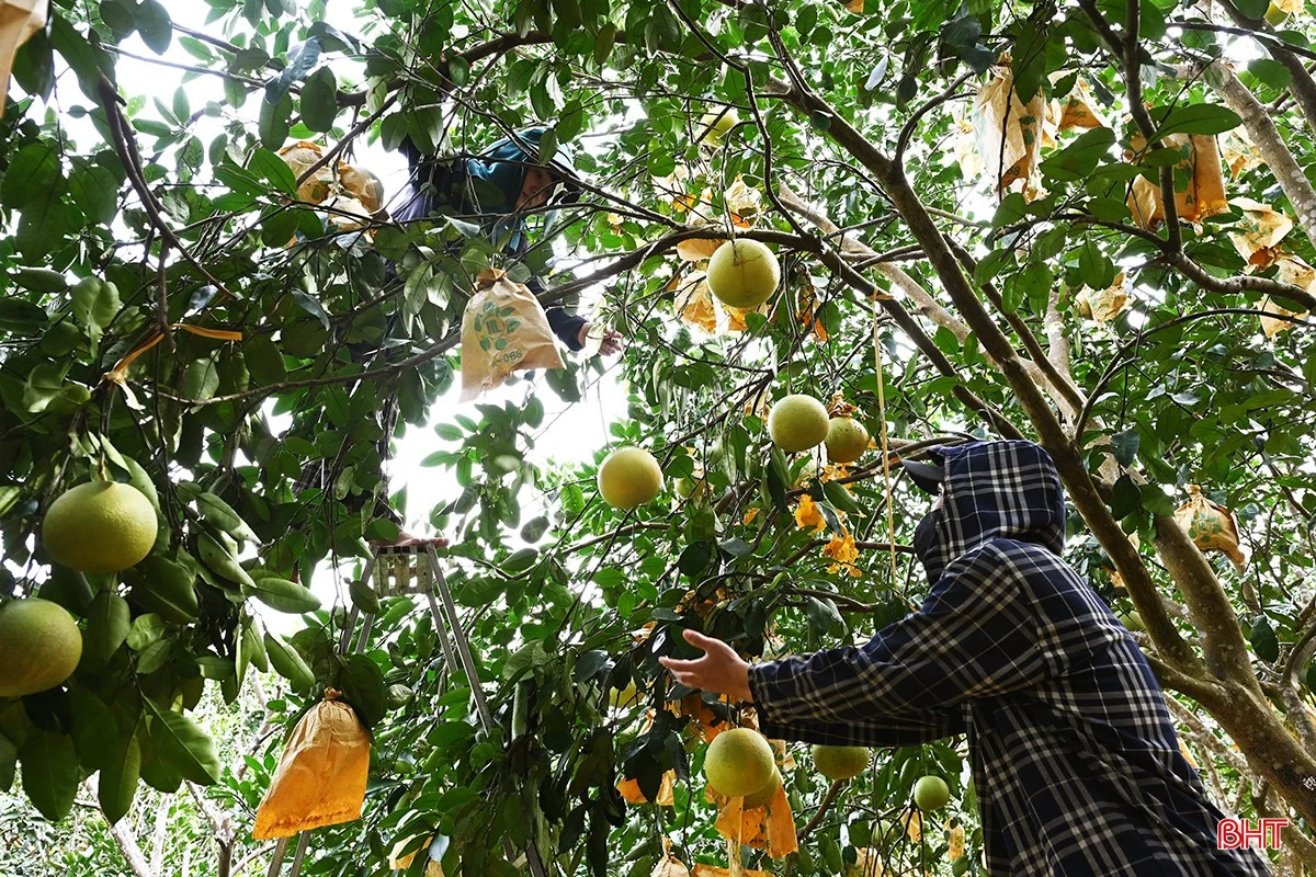 Phuc Trach Pomelo: The Pride of Huong Khe