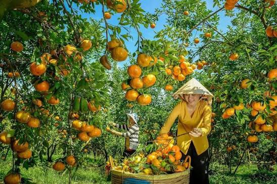 Quyt Hong Lai Vung: The Pink Mandarin Month