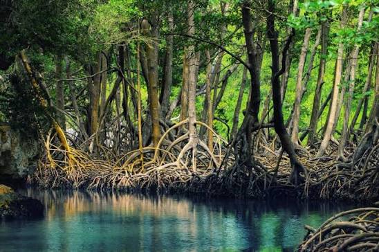 Through the Dat Mui Mangrove by Vo Lai Skiff