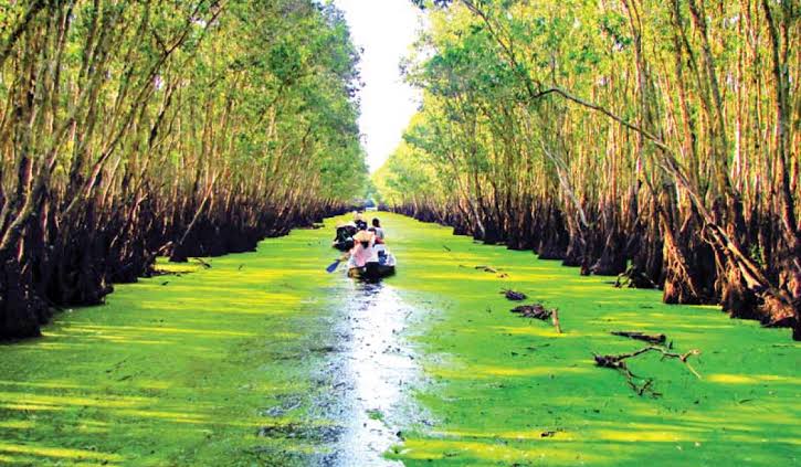 Tra Su Cajuput Forest: The Green Carpet That Floats