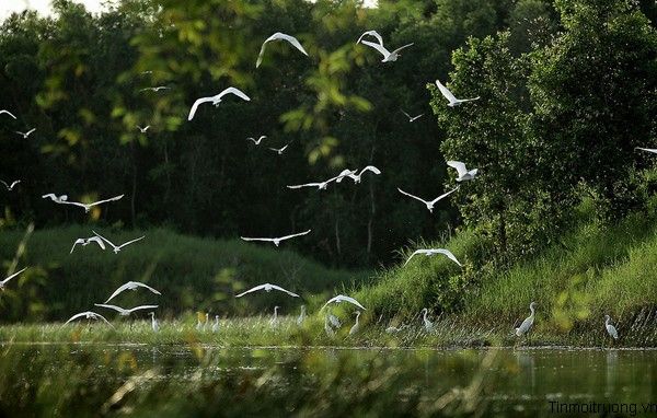 Vam Ho Bird Sanctuary: The Dusk Homecoming