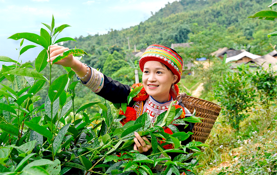 Shan Tuyet Tea from Na Hang