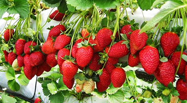 Strawberry season in Da Lat — four farms where you pick your own gift