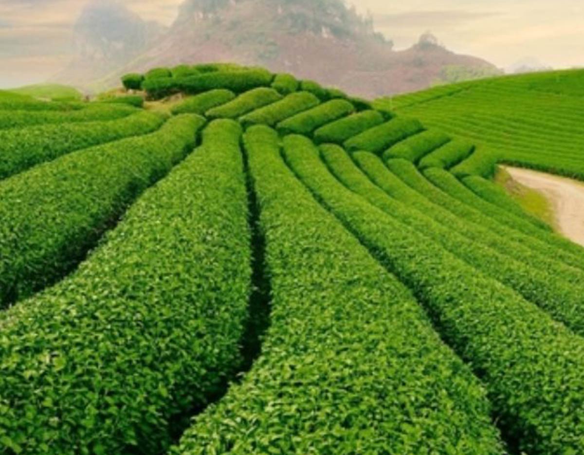 Tan Uyen Tea: The Fragrant Highland Brew of Lai Chau