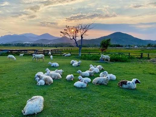 The Sheep Fields of An Hoa