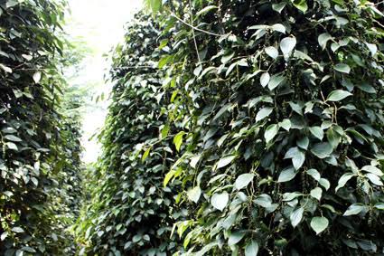 Loc Ninh Pepper: Heat That Arrives With Perfume First