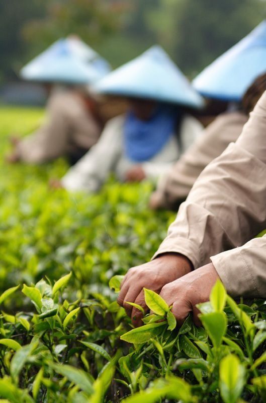 Tan Cuong Tra Dinh: The Single-Bud Premium of the Tea Capital