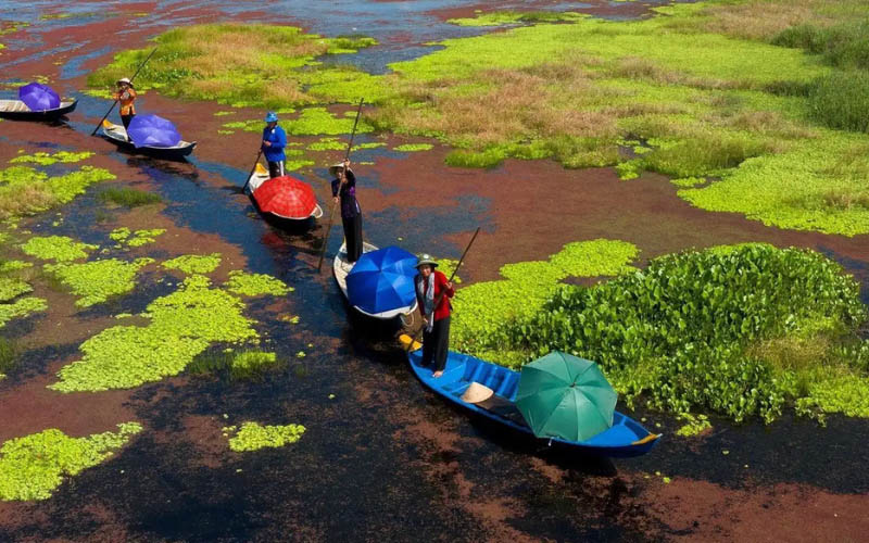 U Minh Ha: The Tea-Dark Forest of Honey Hunters