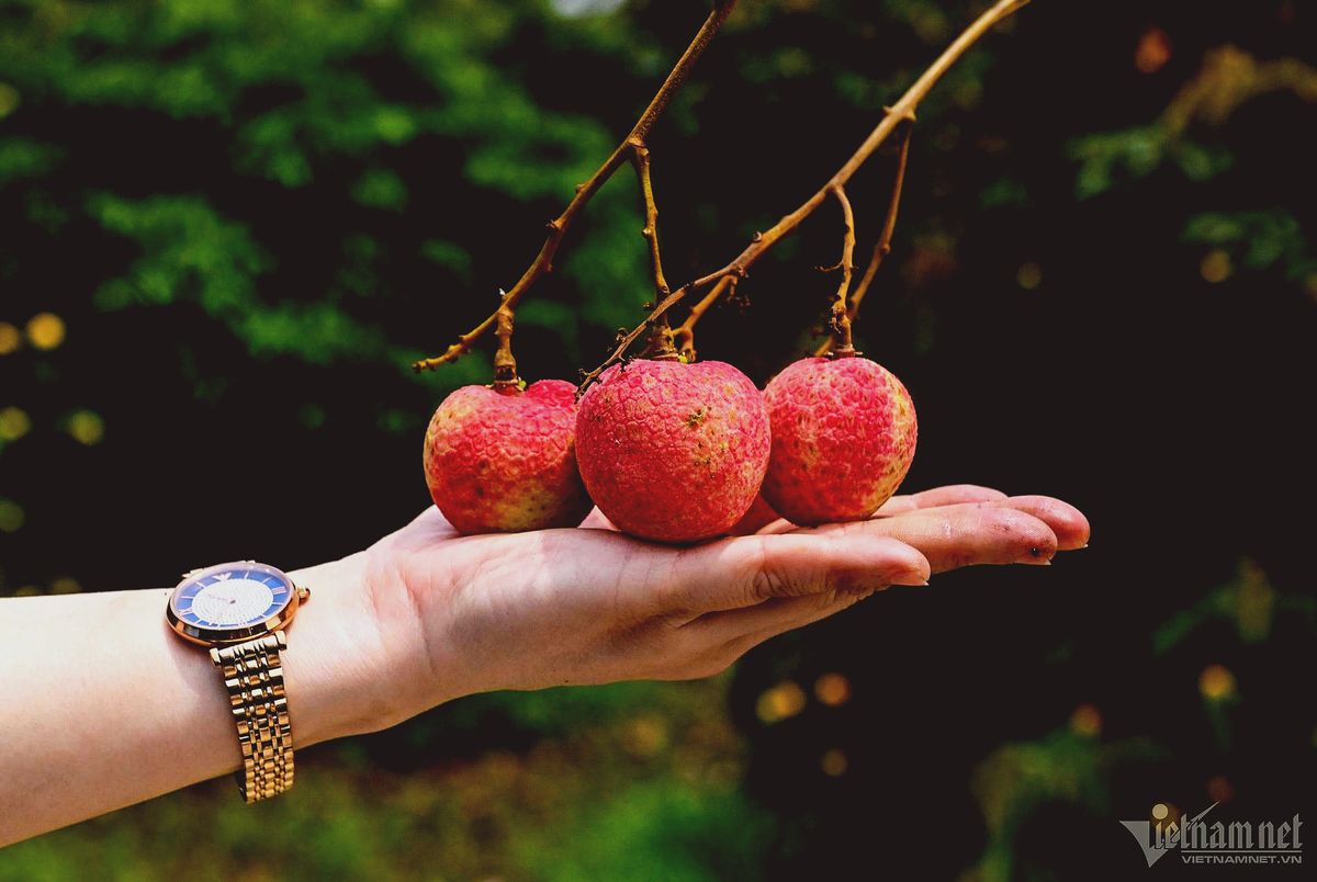 Luc Ngan Lychee (formerly Bac Giang, now Bac Ninh): The Sweet Jewel of Summer