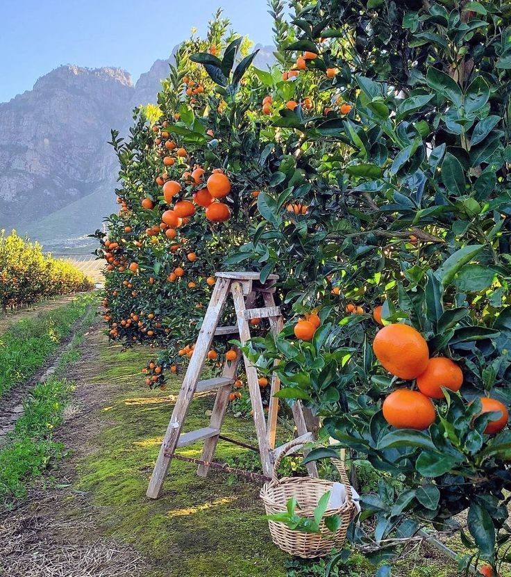 Xa Doai Orange: The Legendary Citrus of Nghe An