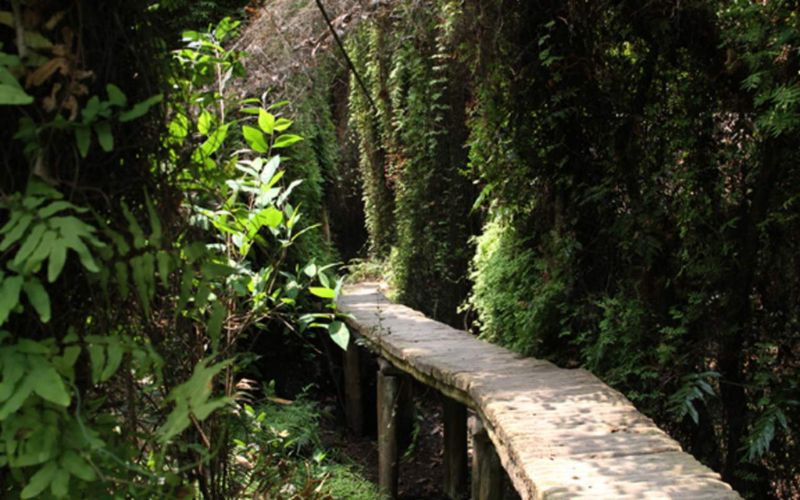 Xeo Quyt: The Forest Planted as Camouflage